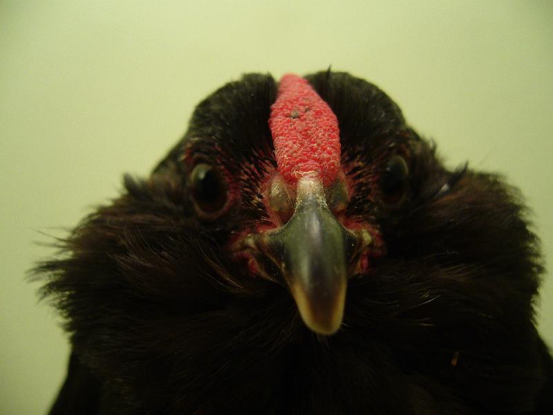 Munster 2009 106.jpg - Antwerpener Bartzwerge schwarz von Julian Temme